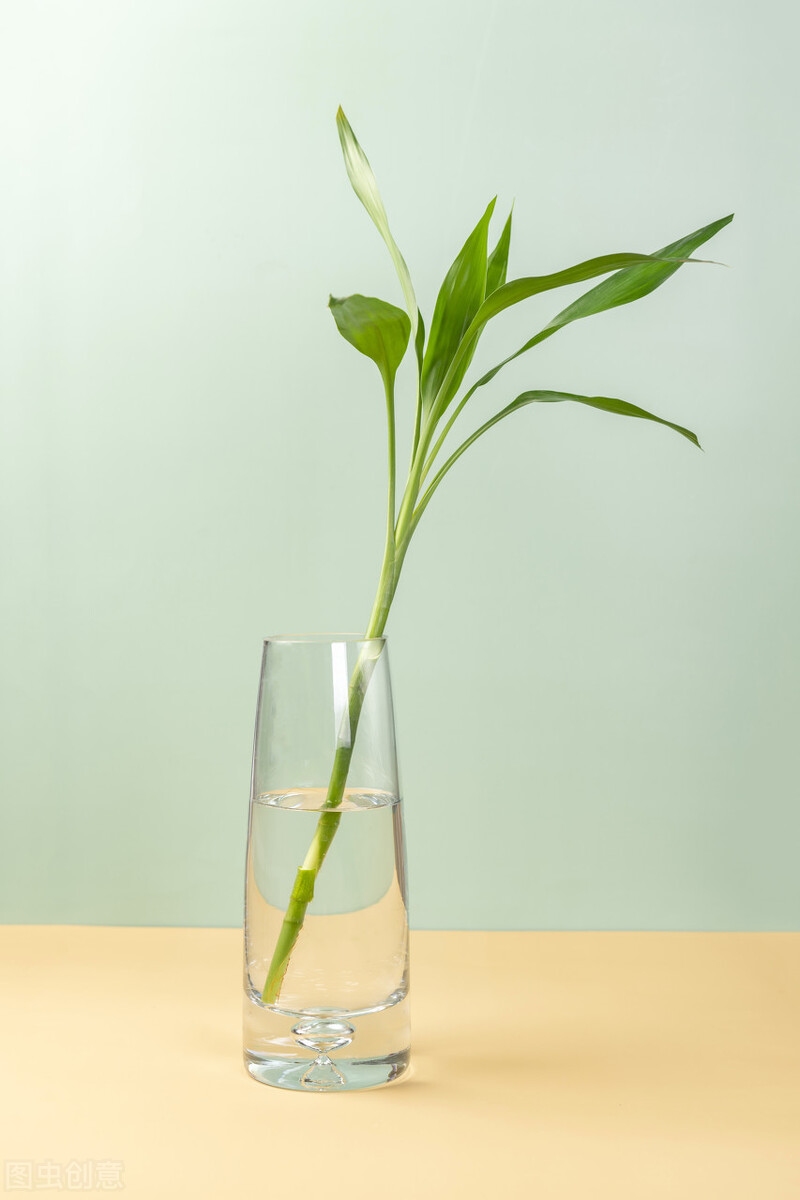 绿竹怎么养才能更旺盛(想让富贵竹长得旺盛把握好3点)