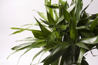 ​绿竹怎么养才能更旺盛（想让富贵竹长得旺盛把握好3点）