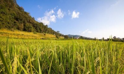 ​因“米”而改变的城市，曾享誉中国四大米市之首，安徽芜湖