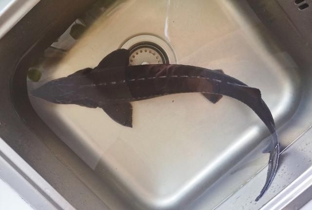 清蒸鲟鱼，清蒸鲟鱼时怎么去除鱼身上的鳞片？图3