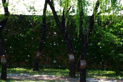 柳絮什么时候飘落,每年哪几个月有柳絮最多的时候是什么时候?