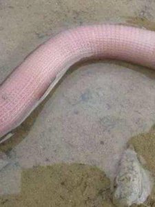 沙虫是什么(沙虫是什么样子的图片)