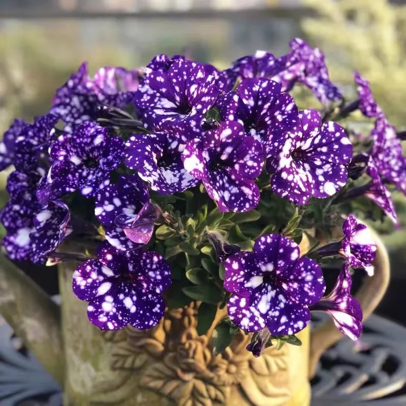 矮牵牛耐寒多少度(注意这5件事安全越冬没问题)