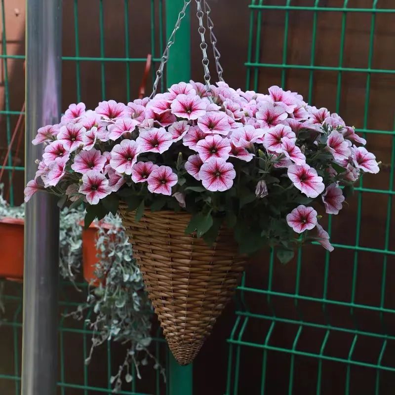 矮牵牛耐寒多少度(注意这5件事安全越冬没问题)