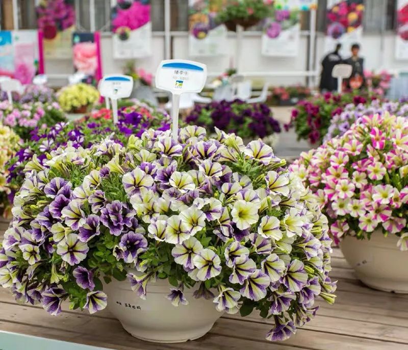 矮牵牛耐寒多少度(注意这5件事安全越冬没问题)