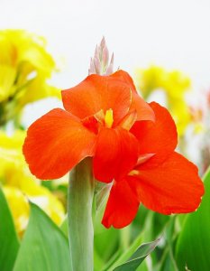 ​美人蕉适合种植在什么地方（夏季家中养黄花美人蕉）