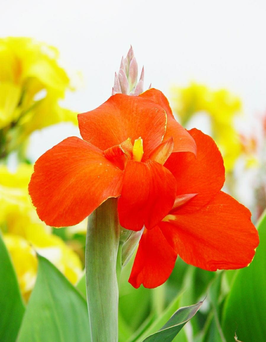 美人蕉适合种植在什么地方(夏季家中养黄花美人蕉)