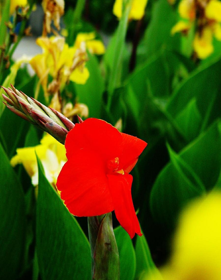 美人蕉适合种植在什么地方(夏季家中养黄花美人蕉)