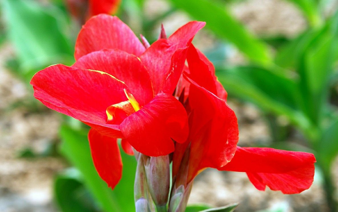 美人蕉适合种植在什么地方(夏季家中养黄花美人蕉)
