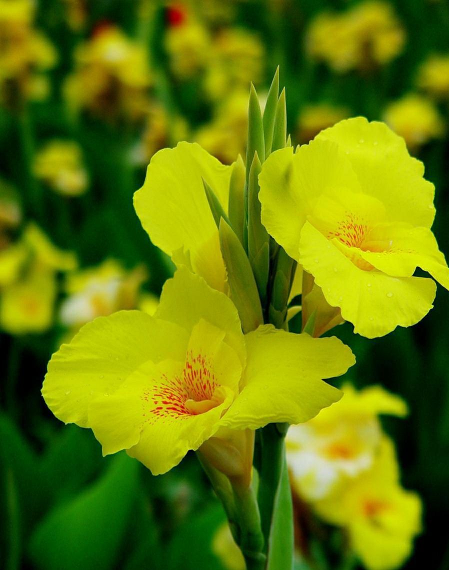 美人蕉适合种植在什么地方(夏季家中养黄花美人蕉)