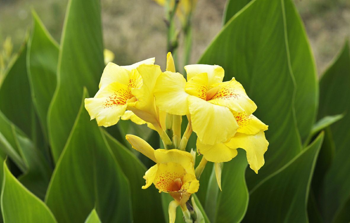 美人蕉适合种植在什么地方(夏季家中养黄花美人蕉)