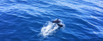 ​海豚具体吃什么食物