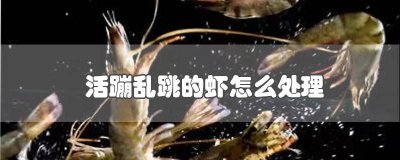 ​怎么让活虾不乱蹦动 买了活虾一直乱蹦怎么弄
