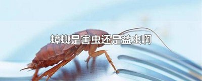 ​蟑螂是害虫还是益虫 蟑螂都是害虫吗
