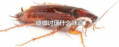 ​蟑螂讨厌什么味道