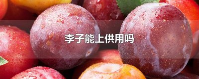 ​李子能上供用吗
