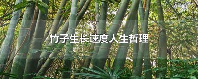 竹子生长速度人生哲理