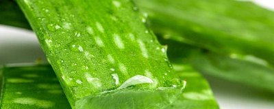 ​芦荟属于开花植物吗为什么 芦荟属于开花植物吗图片