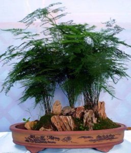 ​盆栽文竹叶子总是发黄,这几个技巧可以解决吗 盆栽文竹叶子总是发黄,这几个技巧