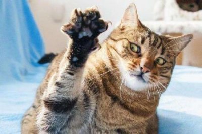 ​猫咪洗完澡后，6个毛发快速变干燥的小窍门 玩具的妈妈