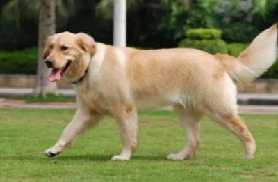 ​纯种比熊犬怎么养？纯种比熊幼犬价格多少