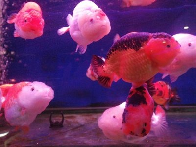 ​中国金鱼之王—兰寿