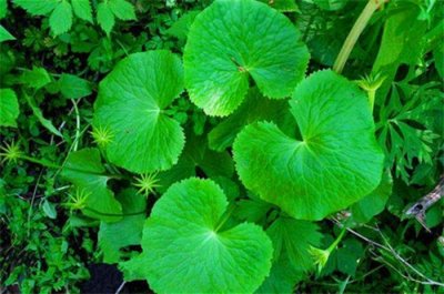 ​农村随处可见的马蹄草，即可入药还可食用，你认识吗？