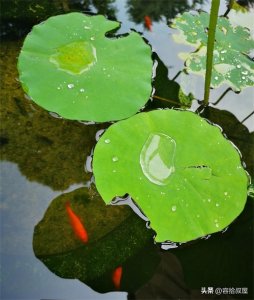 ​什么是宿命？你信命认命吗？让我们来聊聊