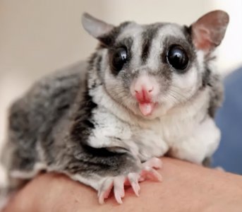 ​蜜袋鼯饲养指南-蜜袋鼯是什么动物，是鼠类吗？有什么特点？