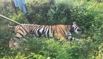 ​印度老虎身背三条人命，被判终身监禁，余生将在笼子中度过