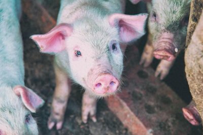 ​非洲猪瘟初期明显症状，值得点赞收藏