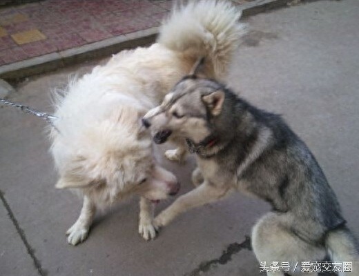 工作犬 高雅雄伟的大白熊犬你值得拥有