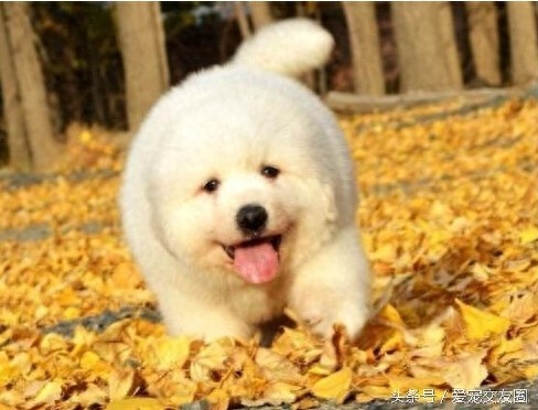 工作犬 高雅雄伟的大白熊犬你值得拥有