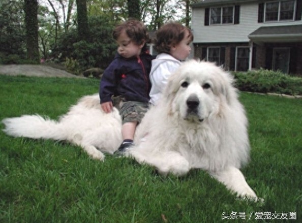 工作犬 高雅雄伟的大白熊犬你值得拥有
