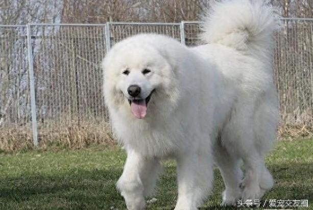 工作犬 高雅雄伟的大白熊犬你值得拥有