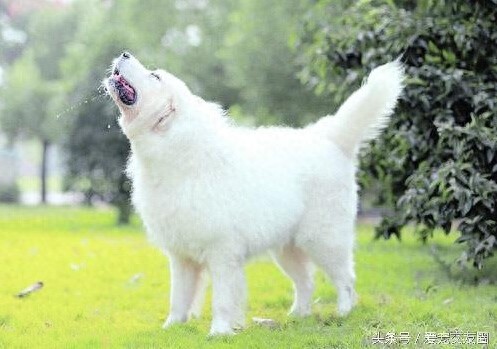 工作犬 高雅雄伟的大白熊犬你值得拥有