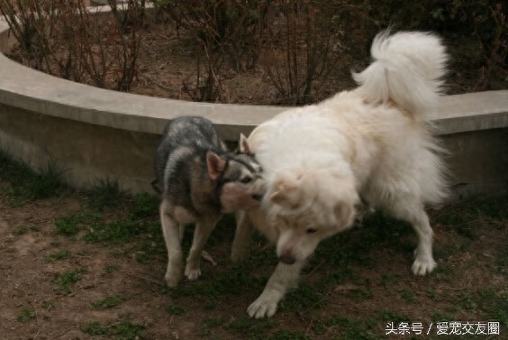 工作犬 高雅雄伟的大白熊犬你值得拥有