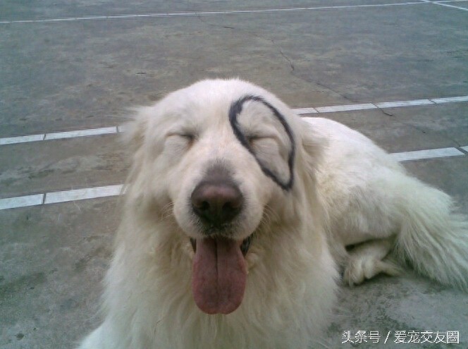 工作犬 高雅雄伟的大白熊犬你值得拥有