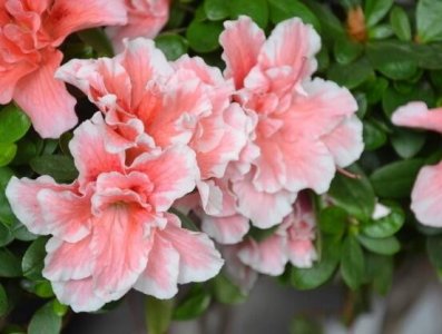 ​杜鹃花花语是什么，代表着永远属于你