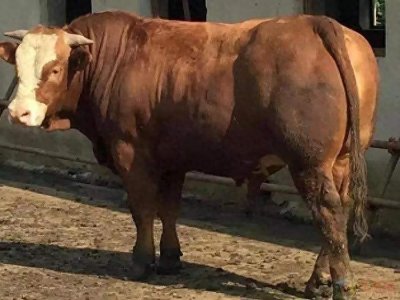 ​牛有几个胃？瘤胃起到什么作用？