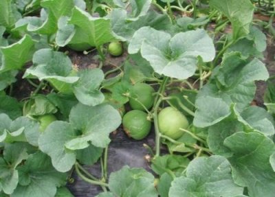 ​90后可能不知道的野瓜，玉米地常见，是儿时的玩具，名叫马泡瓜