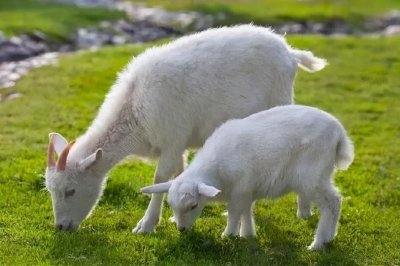 ​盐池滩羊，宁夏五宝之一，盐池三宝之首，羊肉界的扛把子