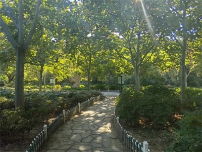 ​21首“梧桐”古诗词，首首动人，句句动情，一读抵眼，再读抵心！