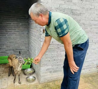 ​眉县农民深山养40头林麝1年挣28万，身上长1个香囊，1克价值400