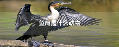 鱼鹰是什么动物