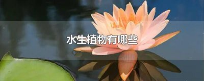水生植物有哪些