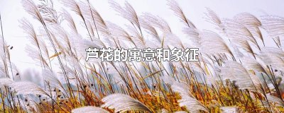 芦花的寓意和象征
