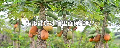木瓜能放冰箱里面保鲜吗?
