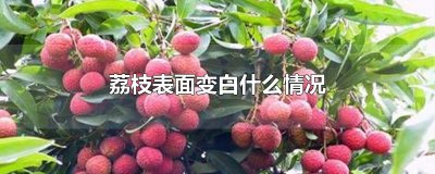 荔枝表面变白什么情况