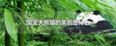 国宝大熊猫有几种类型 国宝大熊猫的门类